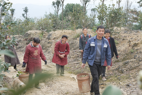 农户前去采摘油茶。徐振宇供图