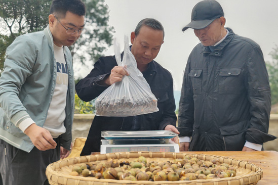 油茶测产。徐振宇供图