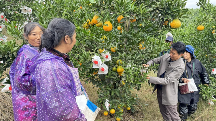 钟小江正在给果农讲解柑橘套袋的准备工作以及注意事项。叙州区融媒体中心供图