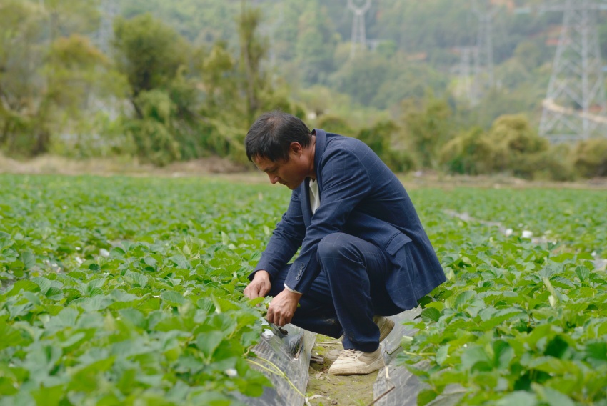 顾友国在精心照料草莓。德昌县委宣传部供图