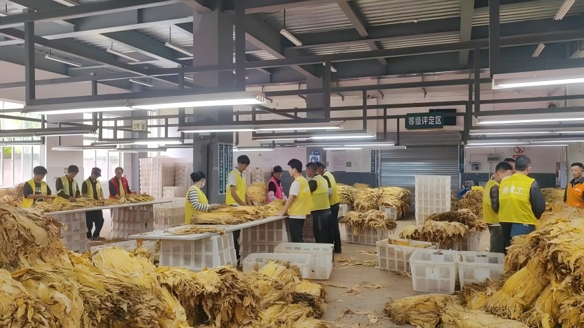 建成后的烤烟租赁站烟叶收购现场。盐边县烟草专卖局(分公司)供图