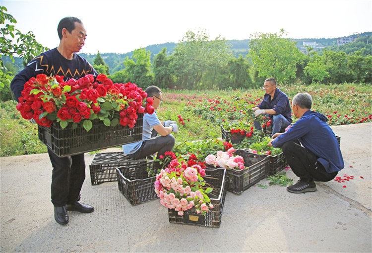 鮮花種植基地。利州區委宣傳部供圖