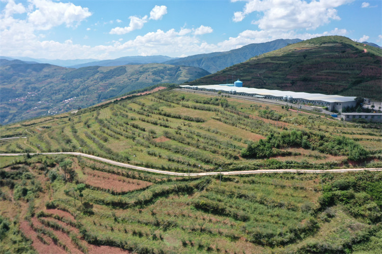 喜德万亩花椒种植基地。什邡市委宣传部供图