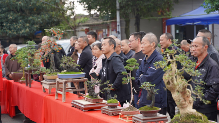 賣家欣賞盆景。師古鎮政府供圖