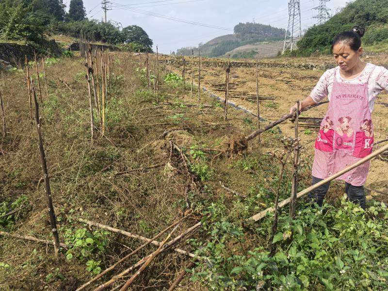 煙葉收割后，姜遠翠清理煙株殘體。楊曉鋒攝