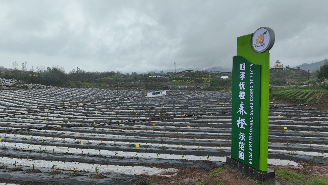 广安邻水县春橙示范园。广安市农业农村局供图