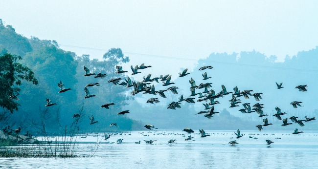 阿林群鳥圖。景區供圖