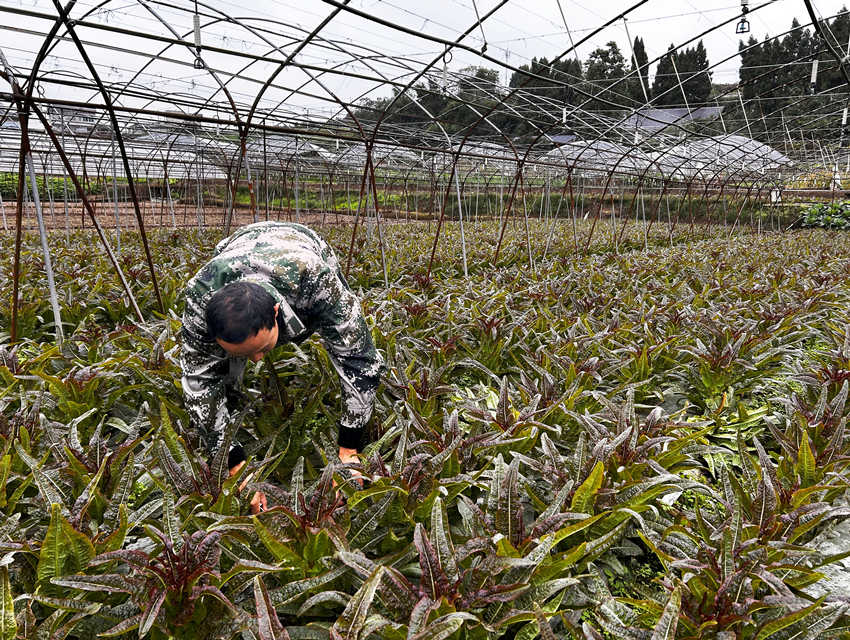 在自家菜地忙碌的方小科。人民网 彭茜摄