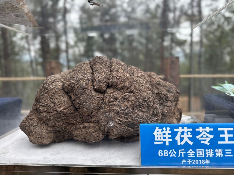 鲜茯苓。高志农摄