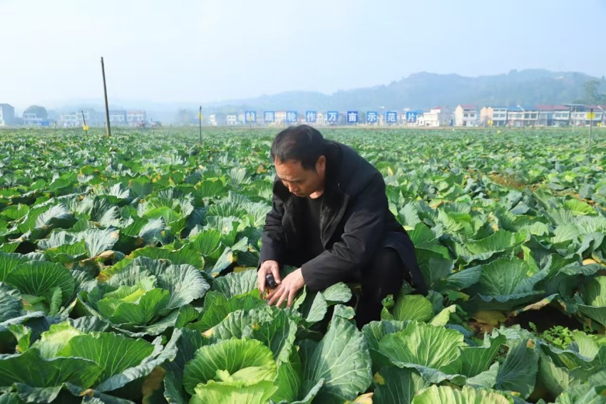 李天友正仔细查看白菜品质。潘政吉摄