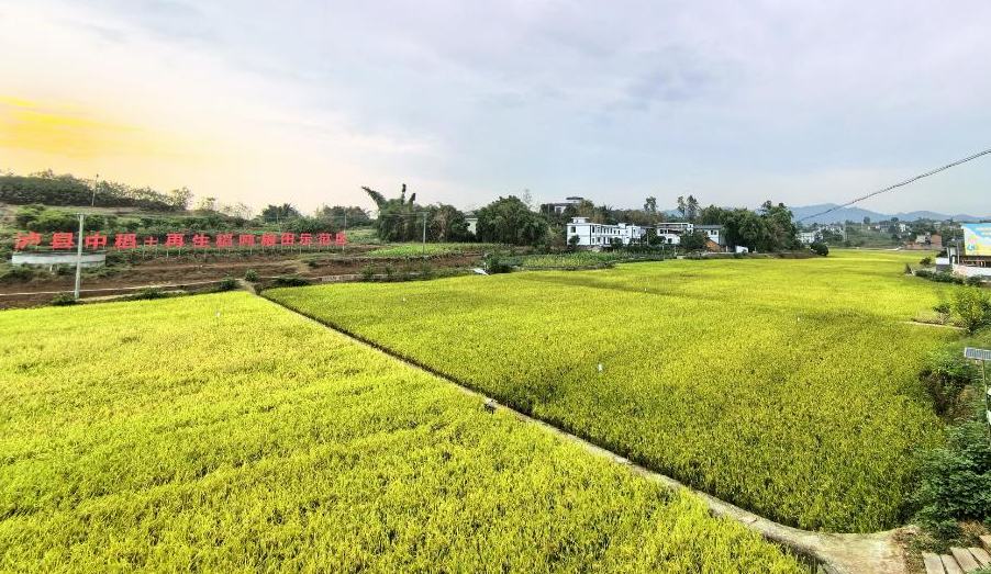 瀘州市瀘縣中稻+再生稻噸糧田示范區