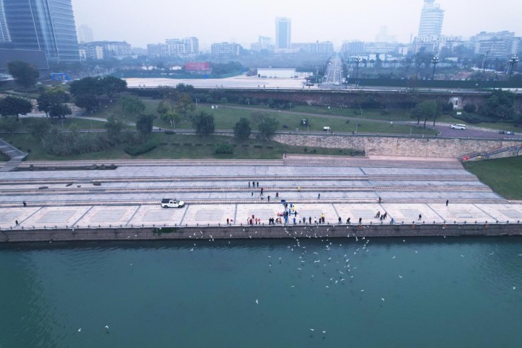 长江公园的游客正在投喂红嘴鸥。叙州区融媒体中心供图