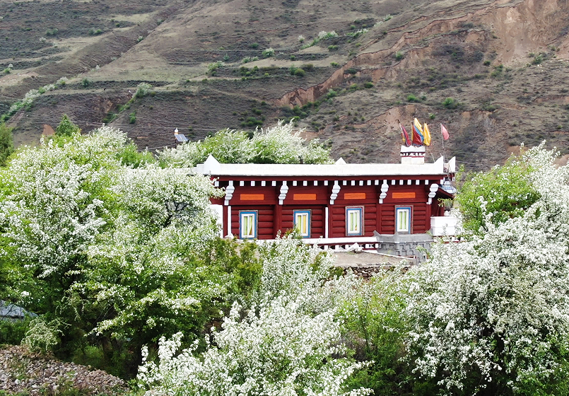 居日村根雀花