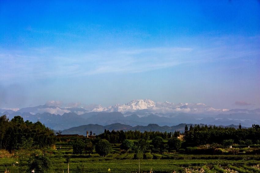 在蒲江，远眺雪山、近观茶园。蒲萱供图