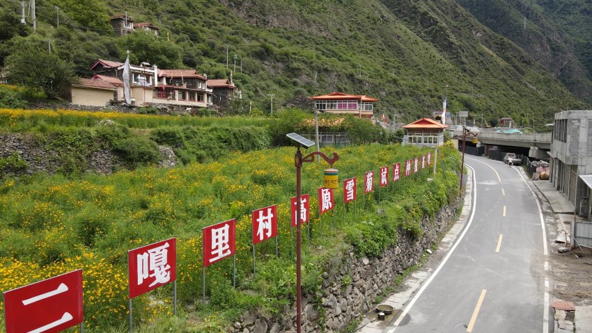 由华电四川公司牵头，帮助二嘎里村打造的50亩雪菊花种植基地。牟柯宇摄