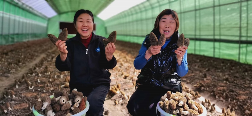 2024年4月，省港投集团食用菌示范种植基地羊肚菌迎来丰收。四川港投供图