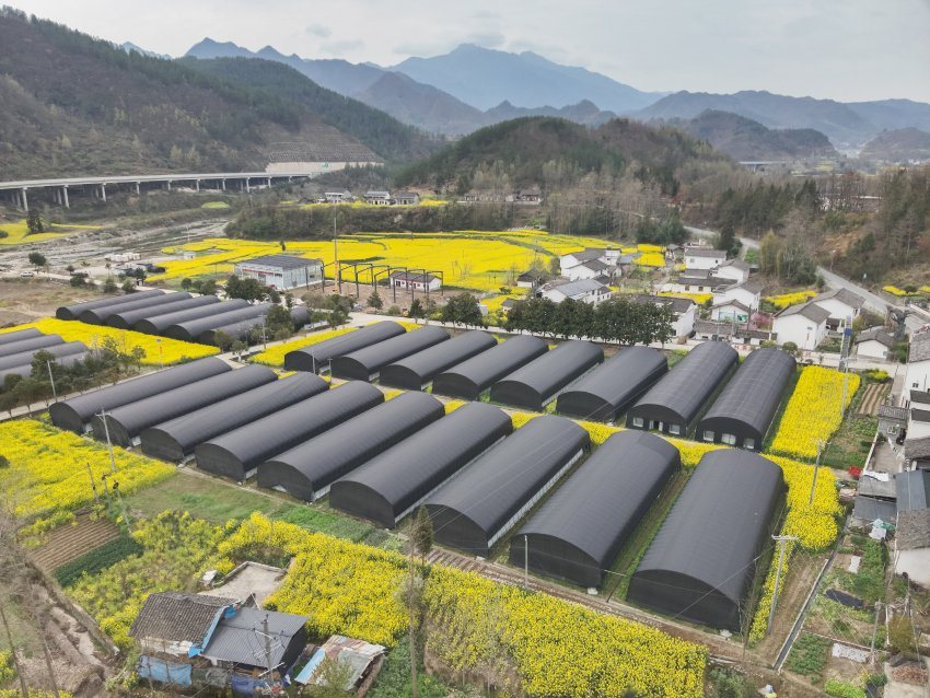 省港投集团食用菌示范种植基地。四川港投供图