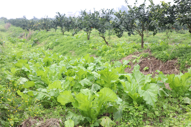 柑橘基地内，蔬菜正待成熟。翠屏区融媒体中心供图