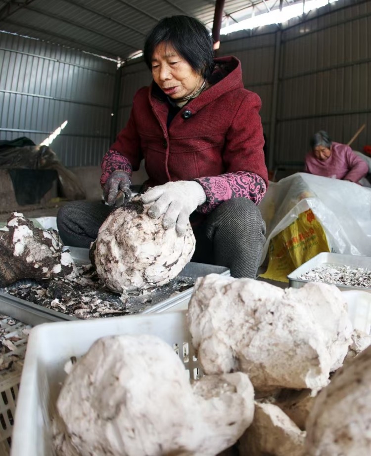 药农正在清除茯苓表皮。昭化区融媒体中心供图