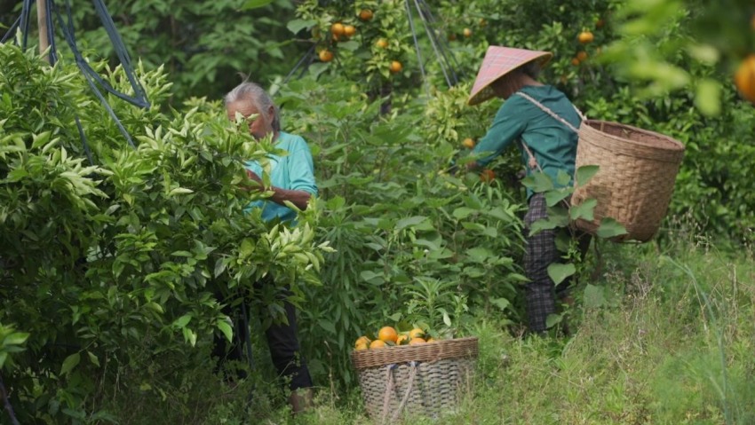 柑橘基地采收沃柑。刘佳雨、冯柏瑞、王仲杰供图
