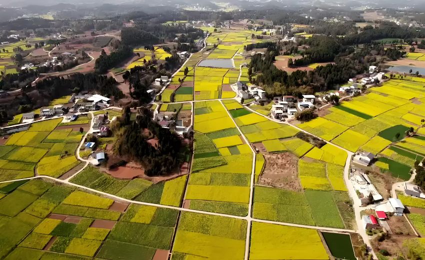 农发行信贷支持的三台县“天府粮仓”油菜制种示范基地。农发行四川省分行供图