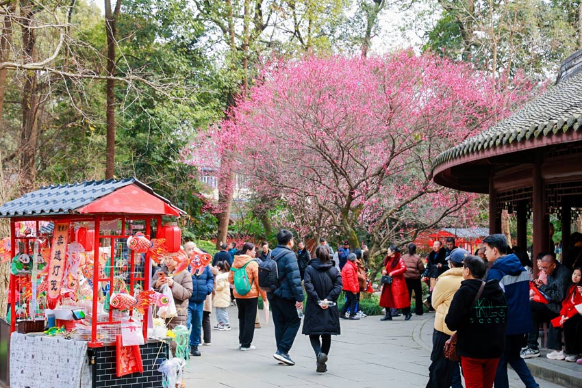 红梅花儿开，草堂放光彩。杜甫草堂供图