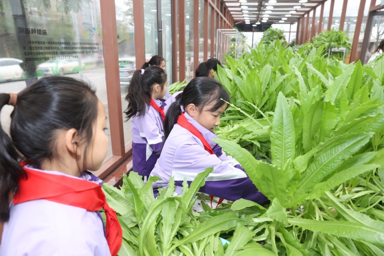 同学们种植蔬菜。翠屏区融媒体中心供图