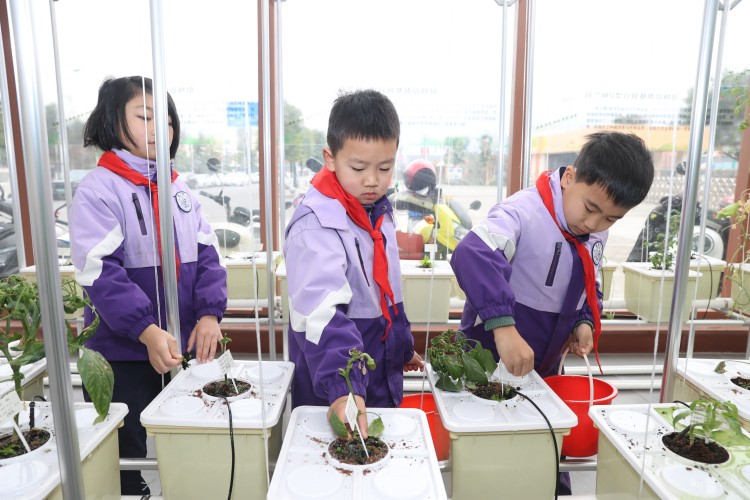 同学们种植中草药。翠屏区融媒体中心供图