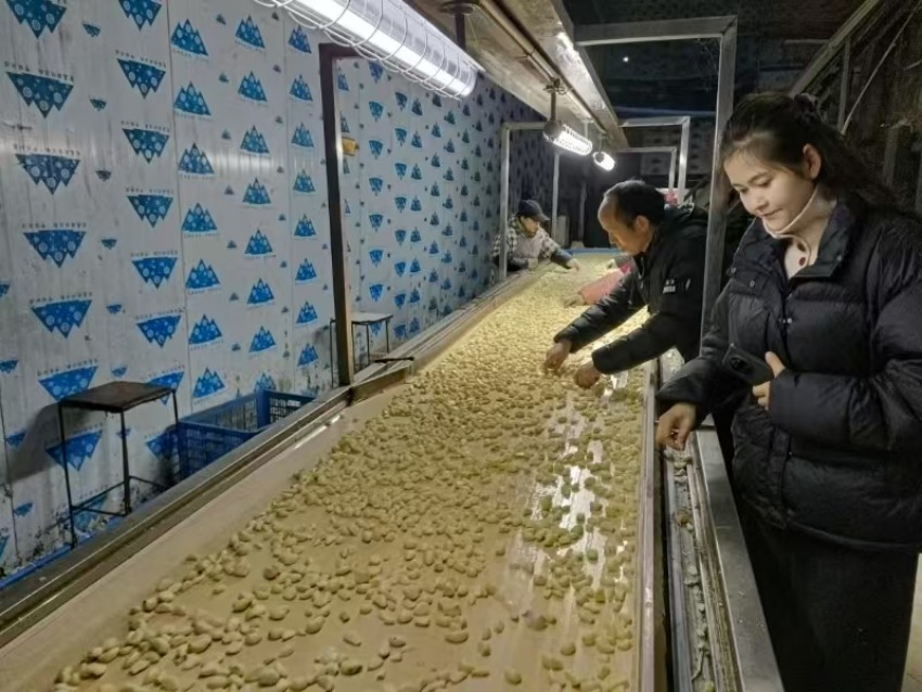 简阳市青龙镇虹兴蔬菜种植专业合作社生产车间。宋林供图