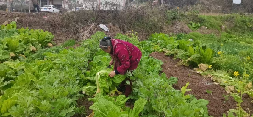 欧婆婆在田间摘菜。曹丽红摄