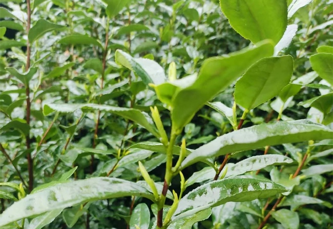 茶叶吐新芽。筠连县融媒体中心供图