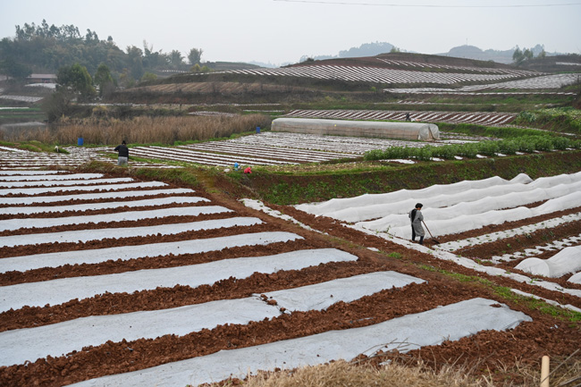铺满地膜的早春套种地。蒋兵供图