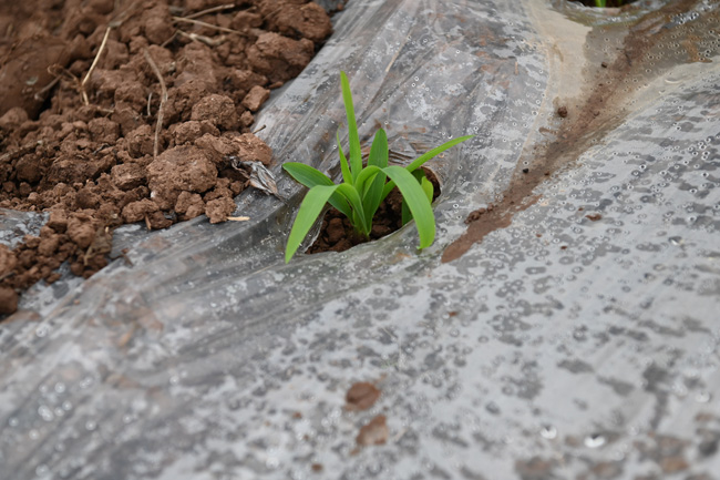 玉米幼苗。蒋兵供图