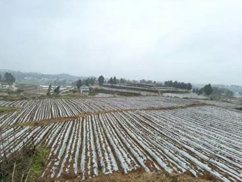 丹参种植基地。刘佳雨、李欣蕊供图
