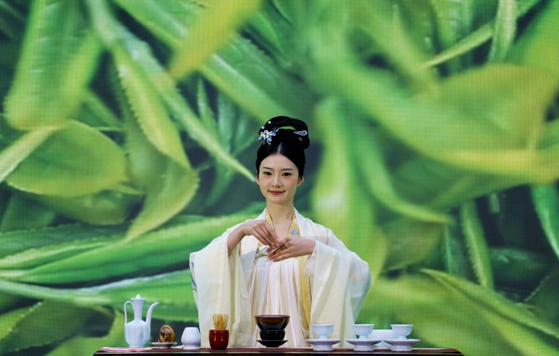 春茶品茶仪式。王超明摄
