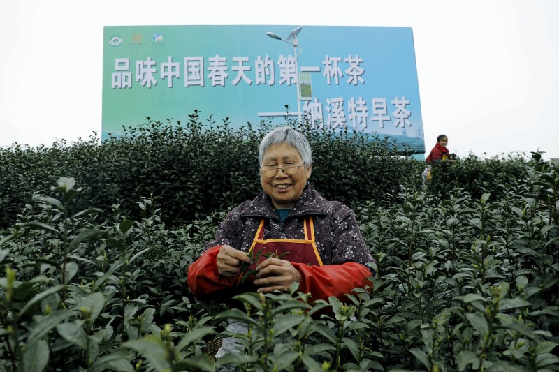 图为茶农采摘茶叶。王超明摄