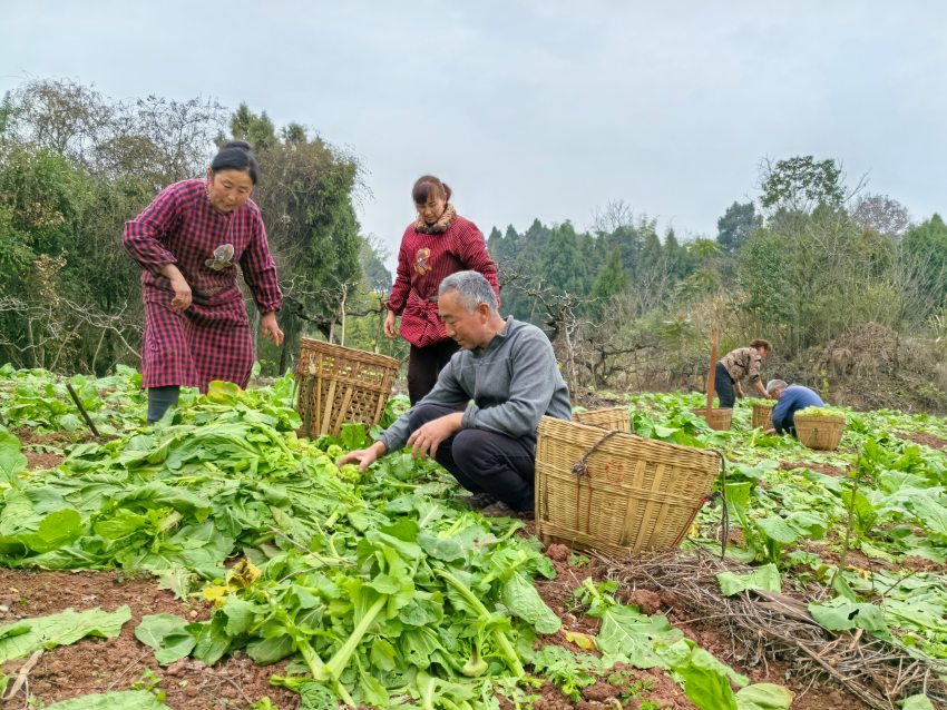 村民们在田地里收榨菜。刘佳雨、王仲杰供图