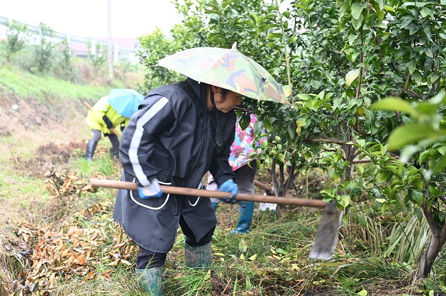 除草现场。荣县融媒供图