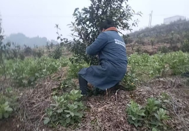 套种的胡豆。荣县融媒供图