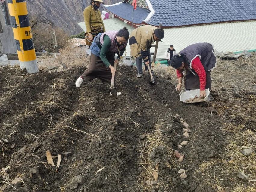 村民們正在翻鬆土地播種土豆。康定市委宣傳部供圖