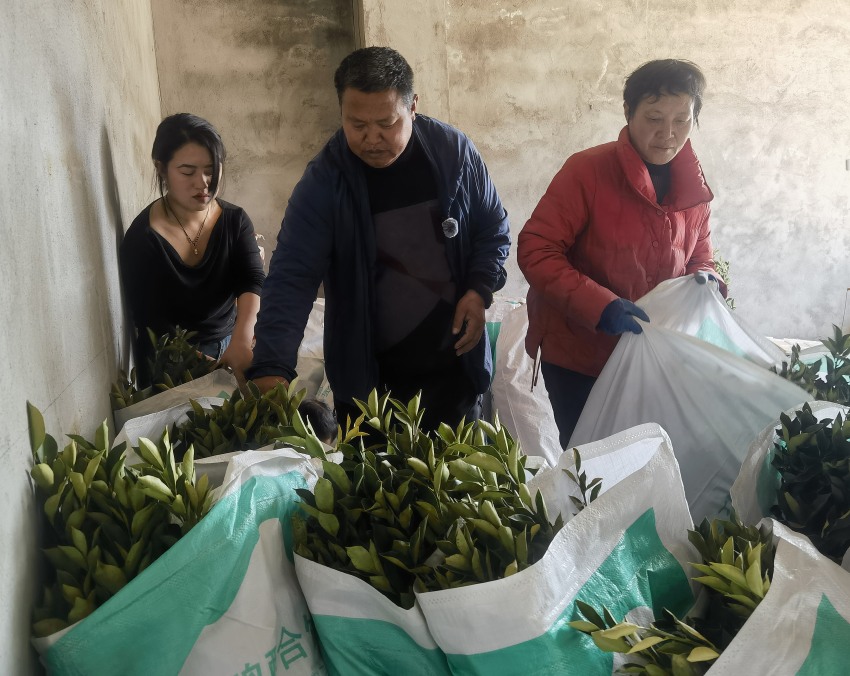 种植户在合作社购买金桔苗木。德昌县委宣传部供图