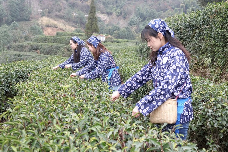 茶农正在采茶。绵竹市融媒体中心供图