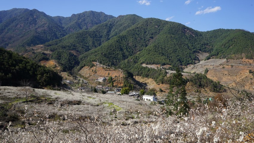 樱花开满德昌县角半村。德昌县委宣传部供图