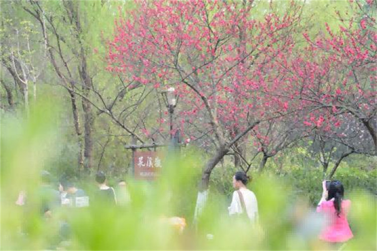 市民游客在浣花溪公园游玩。青羊区融媒体中心供图