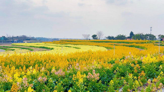 油菜花海。郑欣宜供图