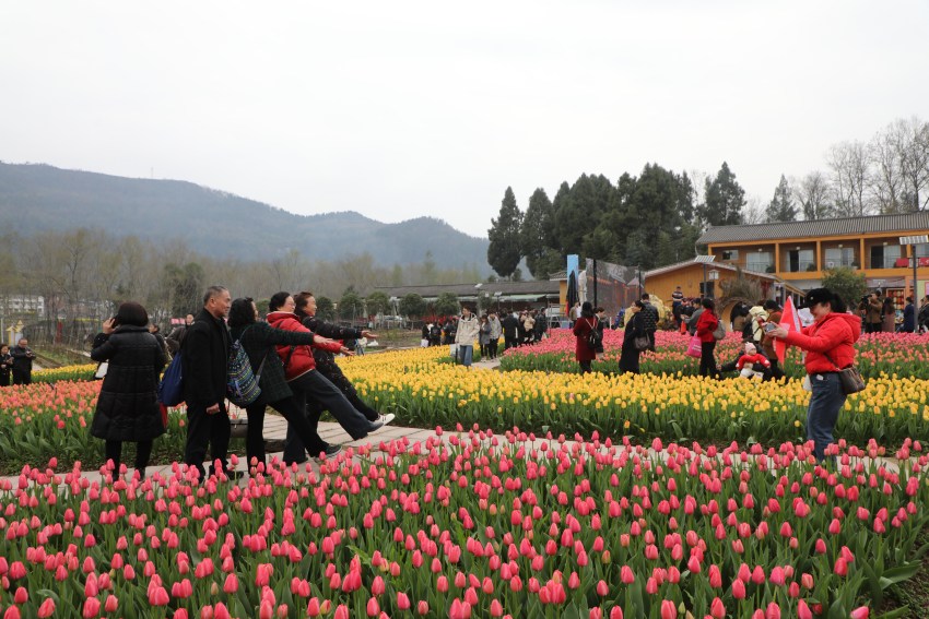 游客在郁金香花海中合影。张平摄