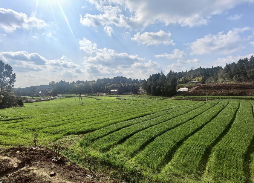 麦田。谢思宇供图