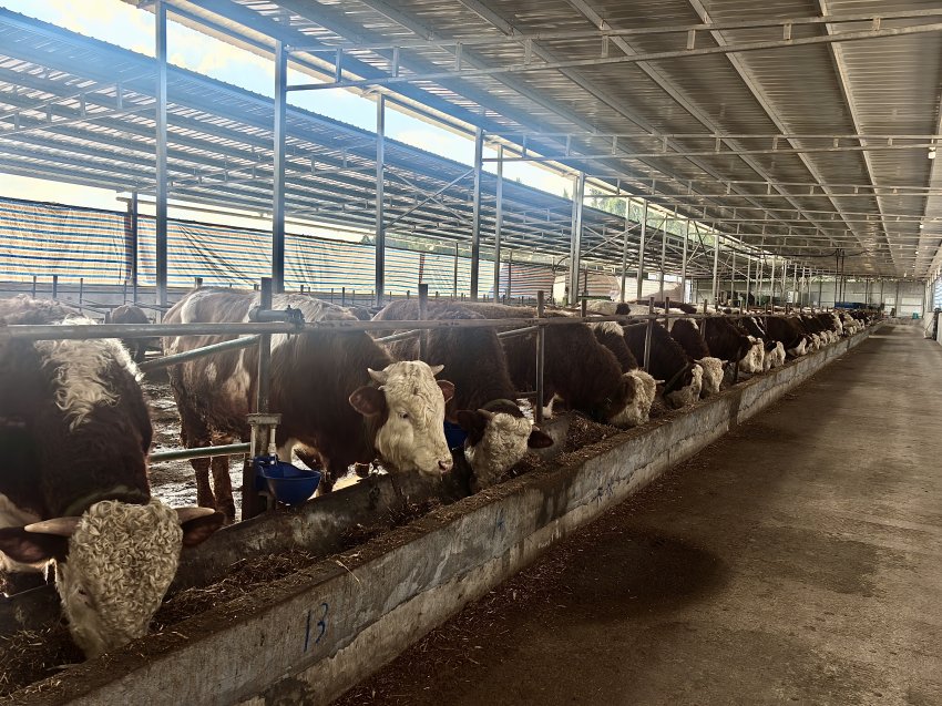 西门塔尔肉牛。张凤莉供图