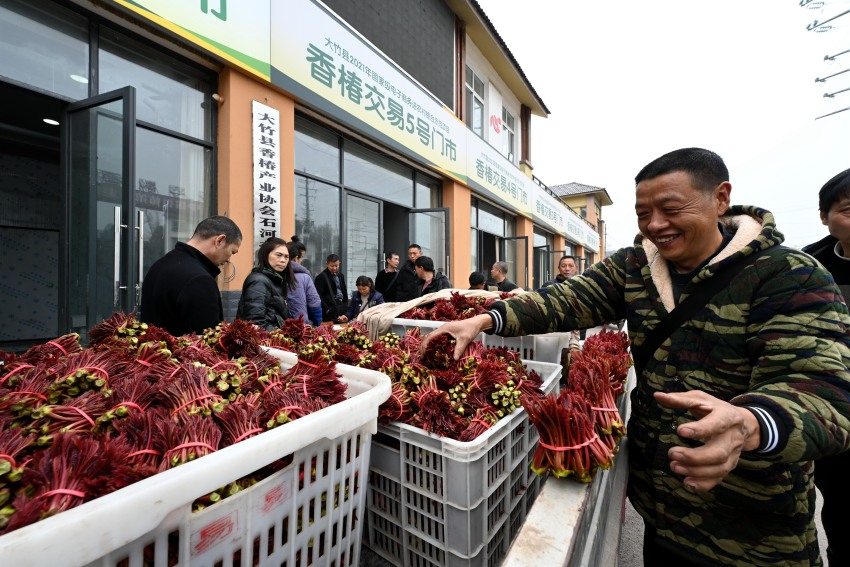 大竹县香椿交易中心收购现场。姚闯摄
