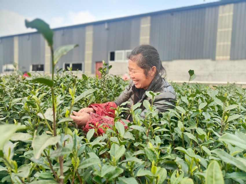 茶农正在采茶。吴敏摄